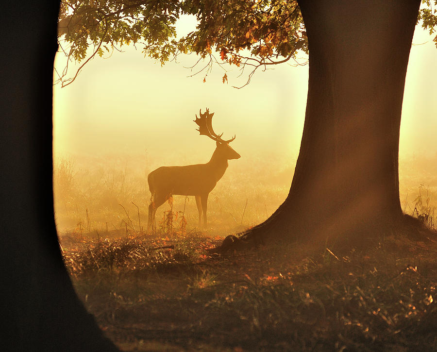 Fallow Deer Photograph by Andreas Jones