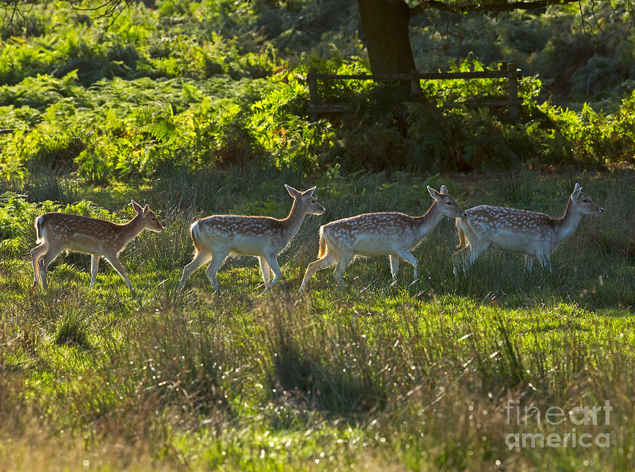 Fallow Deer at Dawn Photograph by Louise Heusinkveld