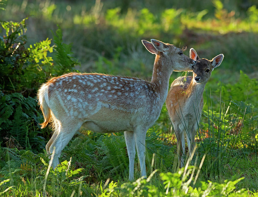 Fallow Deer At Sunrise In Bradgate Park Photograph by Louise Heusinkveld