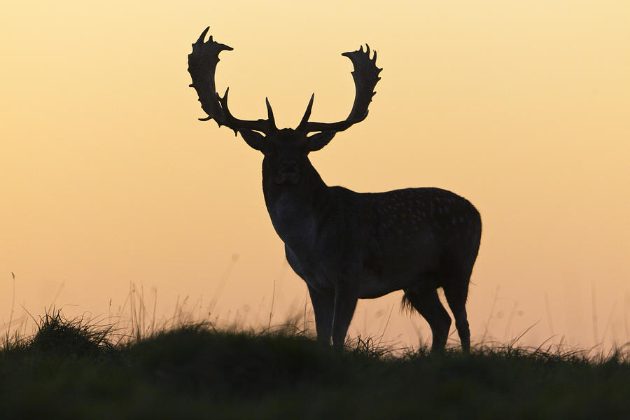 Animal Photograph - Fallow Deer Buck At Sunset Denmark by Duncan Usher