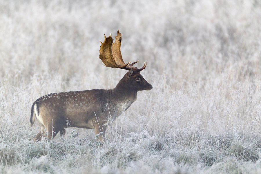 Fallow Deer Buck During The Rut Photograph by Duncan Usher