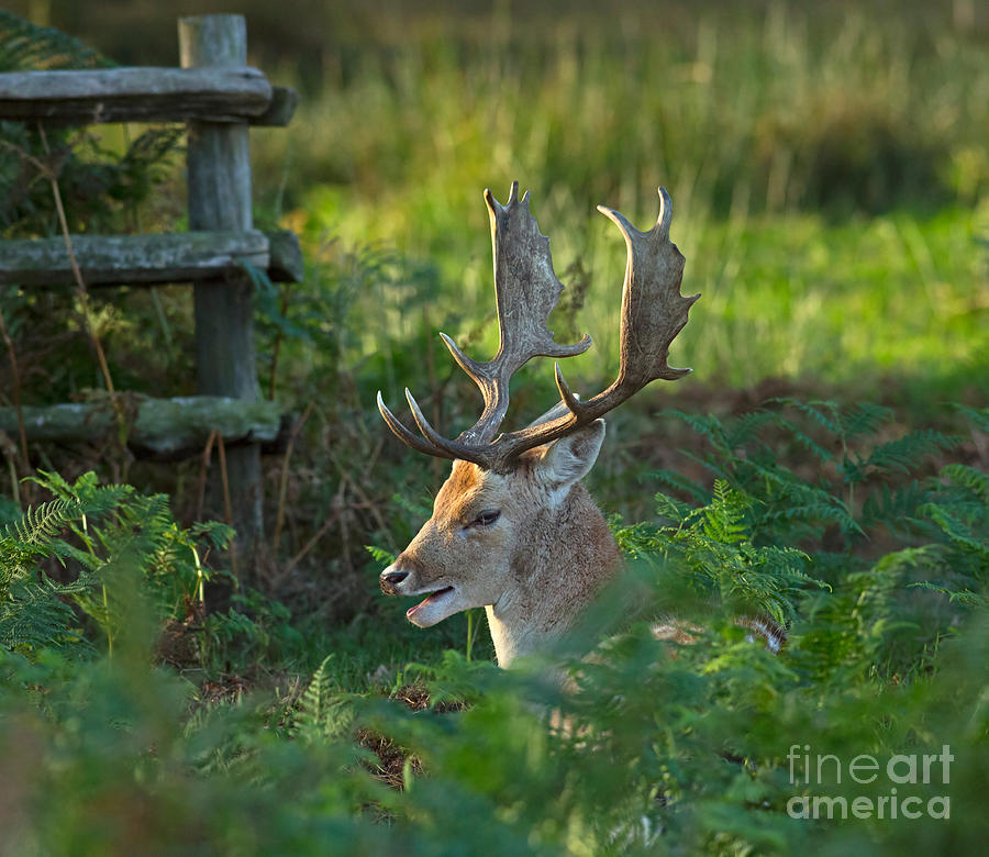 Fallow deer buck in rutting season Photograph by Louise Heusinkveld