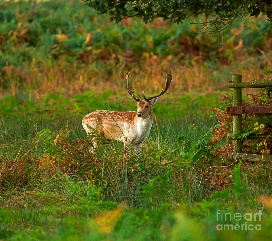 Deer Photograph - Fallow deer buck by Louise Heusinkveld