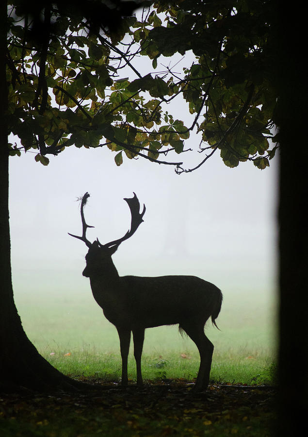 Fallow Deer Buck Photograph by Nigel Downer