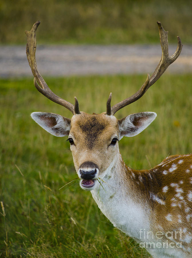 Fallow Deer  Photograph by Linsey Williams