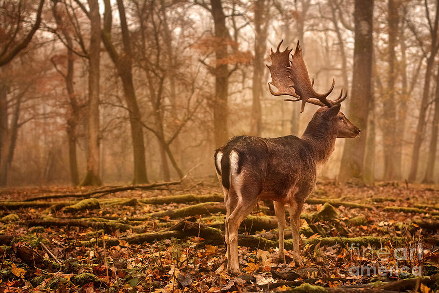 Fall Photograph - Fallow Deer by Cristian M Vela