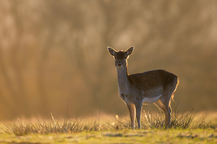 Fallow Deer Doe Female At Dawn Photograph by James Warwick