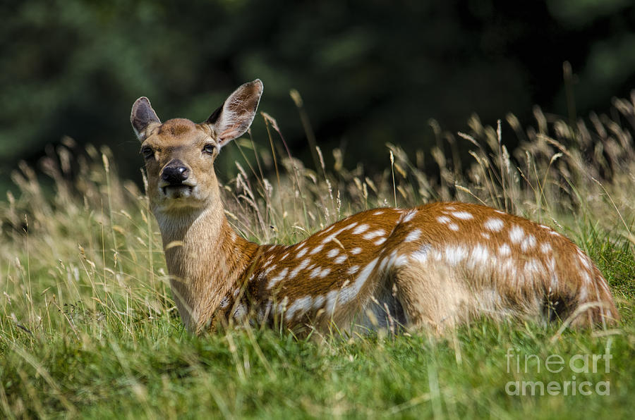 Fallow deer doe Photograph by Steev Stamford