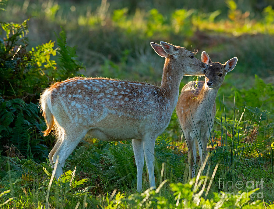 Deer Photograph - Fallow deer doe with fawn by Louise Heusinkveld