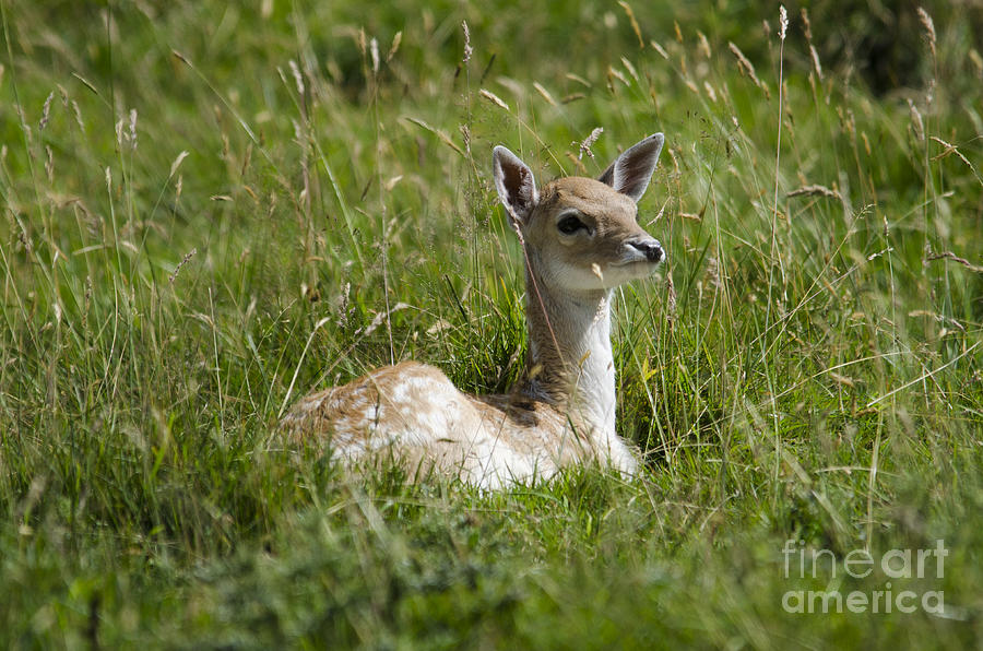 Fallow deer fawn Photograph by Steev Stamford