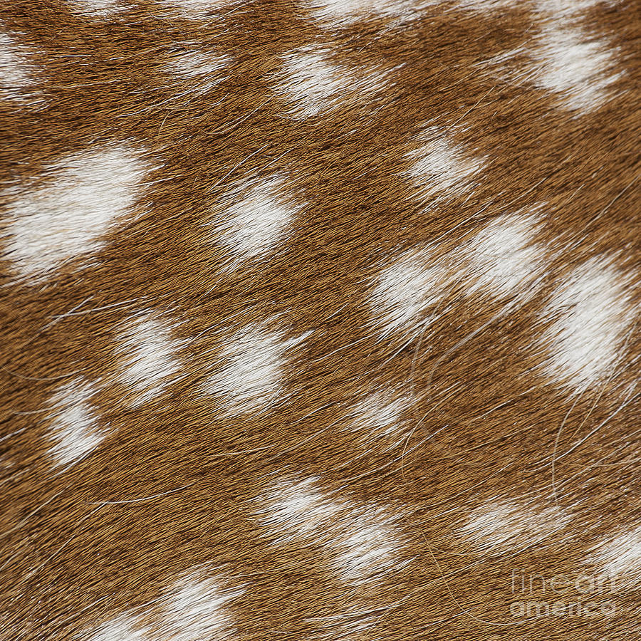 Fallow Deer Fur Photograph by Steven Ralser