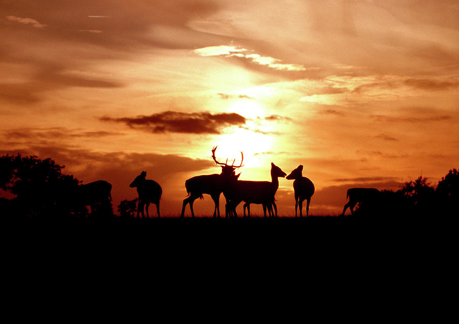 Deer Photograph - Fallow Deer Herd At Sunset by John Devries/science Photo Library
