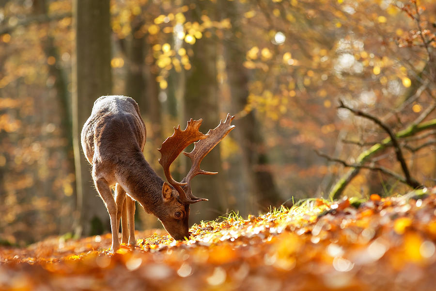 Deer Photograph - FAllow Deer in Autumn Mood by Roeselien Raimond