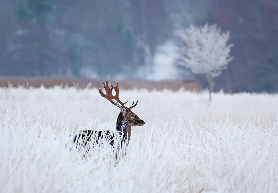 Fallow Deer In The Frozen Winter Landscape Photograph by Allan Wallberg