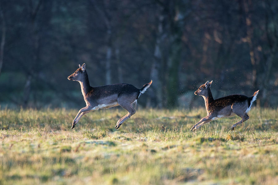 Fallow Deer Mother And Young Stotting Photograph by James Warwick