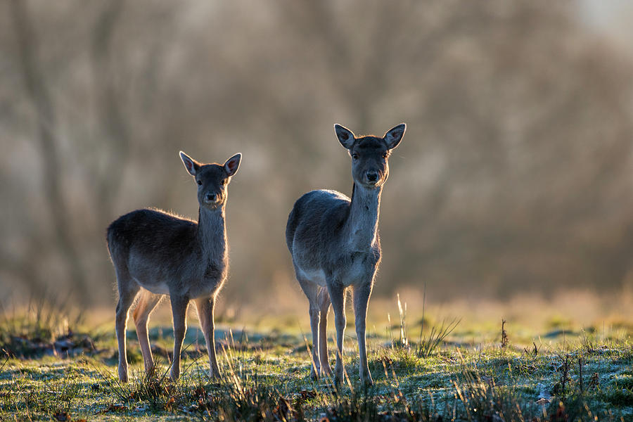 Fallow Deer Mother With Young At Dawn Photograph by James Warwick