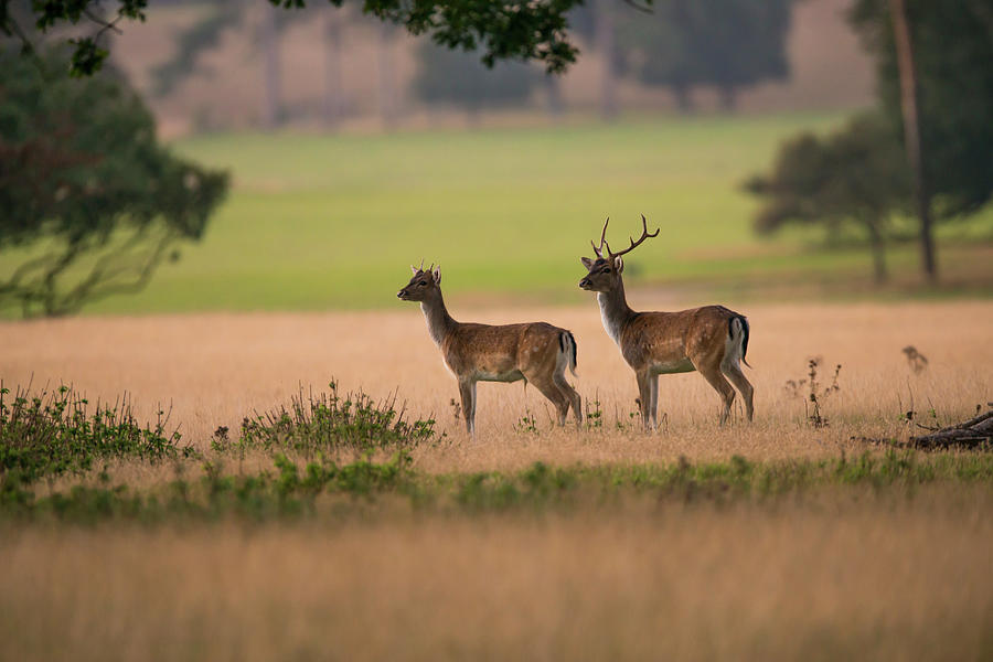 Fallow Deer, Pair, In Parkland, Norfolk Photograph by Mike Powles