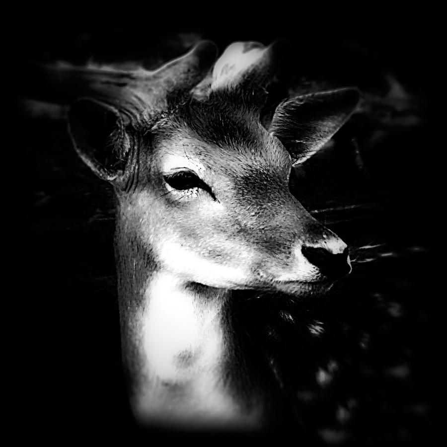 Fallow Deer Portrait Black and White Photograph by Femina Photo Art By Maggie