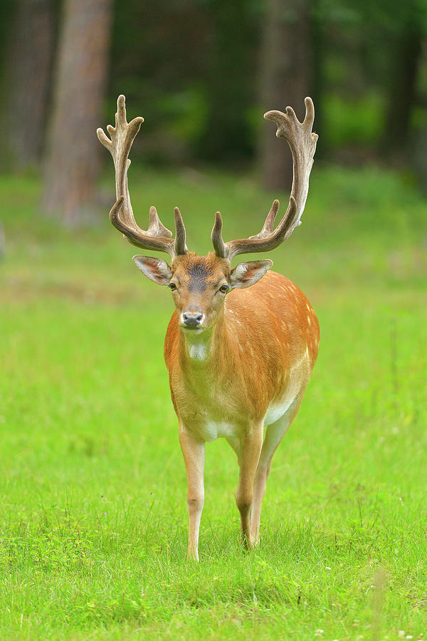 Fallow Deer Photograph by Raimund Linke