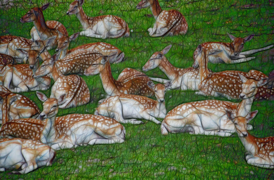 Fallow Deer Resting Photograph by Beth Venner