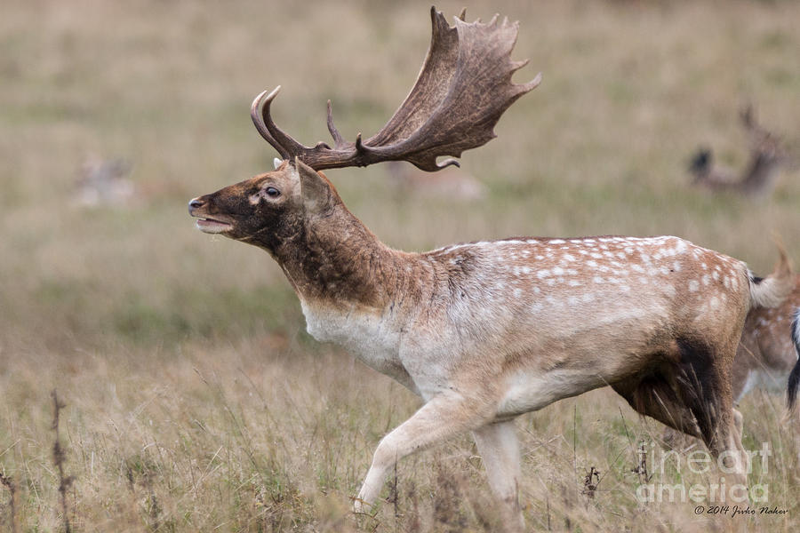 Fallow Deer Buck calling Photograph by Jivko Nakev