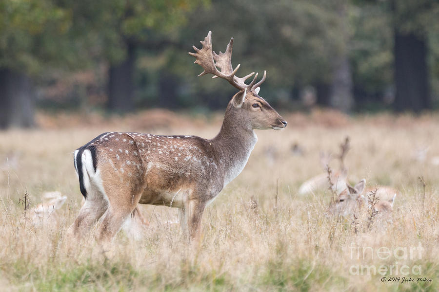 Fallow Deer Buck on guard  Photograph by Jivko Nakev