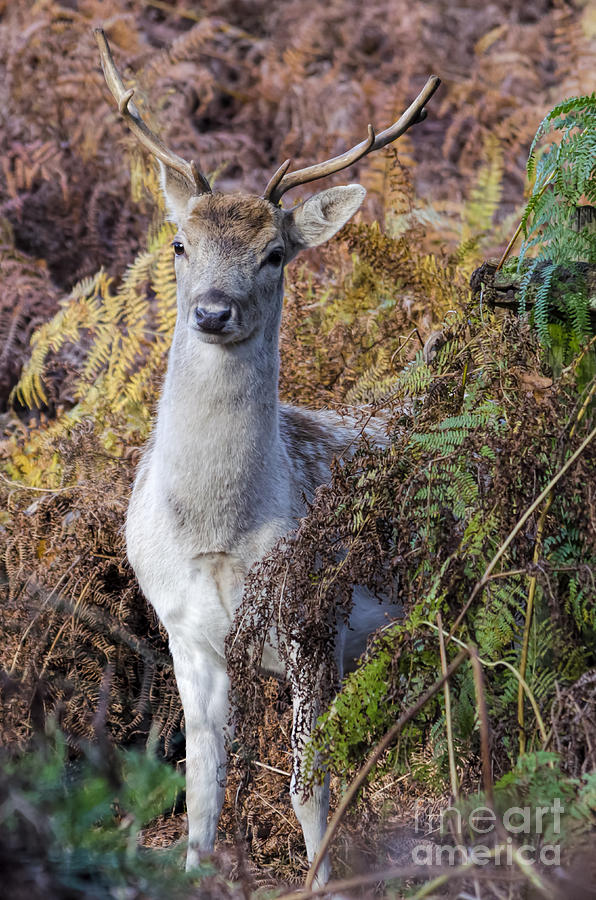 Fallow deer stag Photograph by Steev Stamford