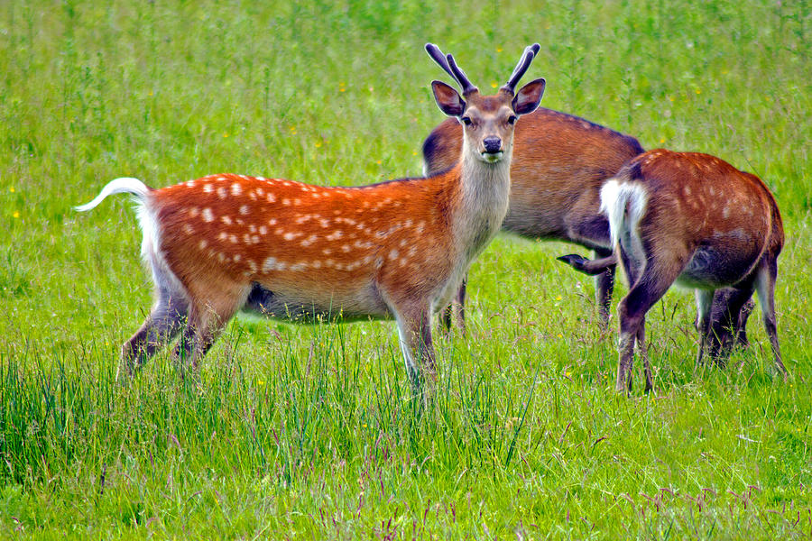 Fallow deer Photograph by Tony Murtagh