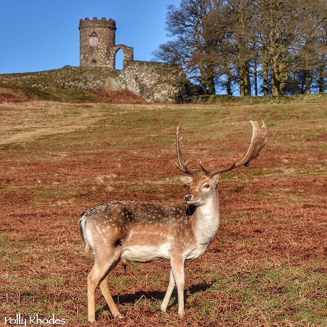 Fallow Stag Flamed By Old John Folly At Photograph by Polly Rhodes
