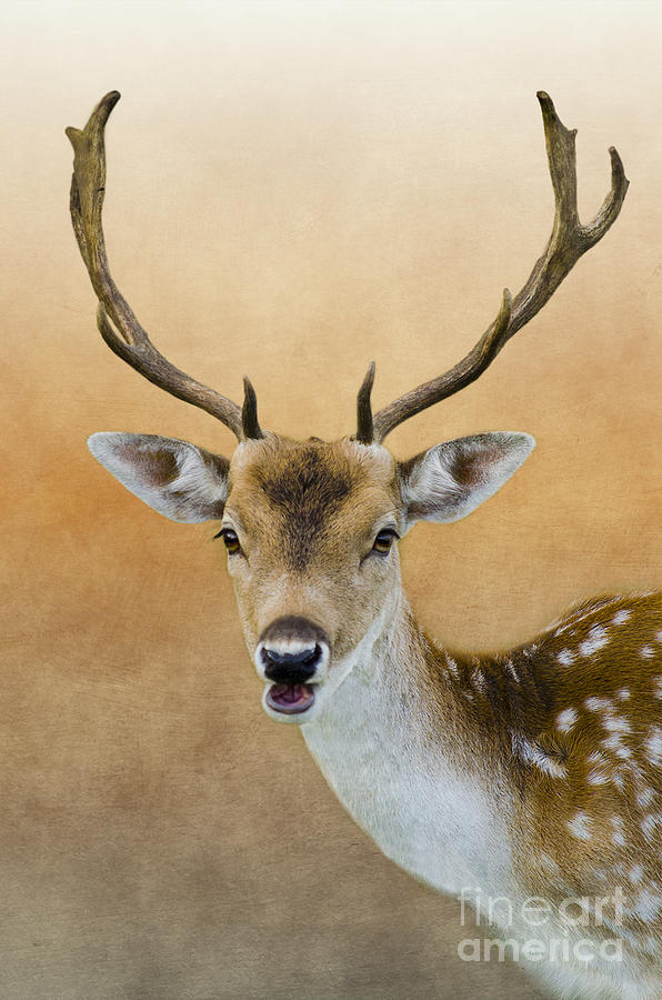 Deer Photograph - Wildlife Fallow Stag Fine Art by Linsey Williams