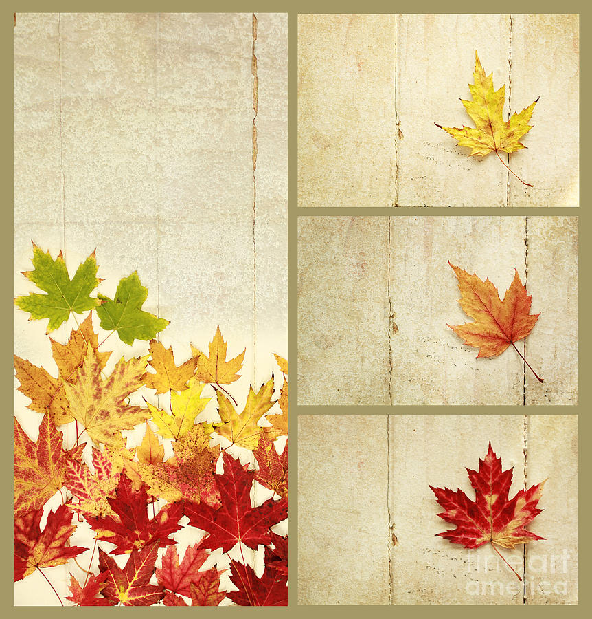 Fall Photograph - Falls collage by Isabel Poulin