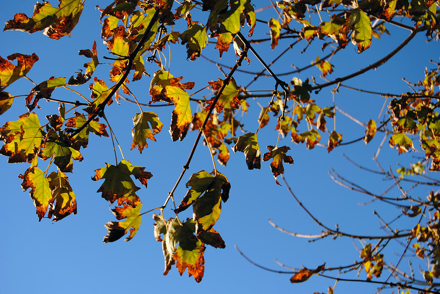 Fall's Coming Photograph by Kat Shearer - Fine Art America