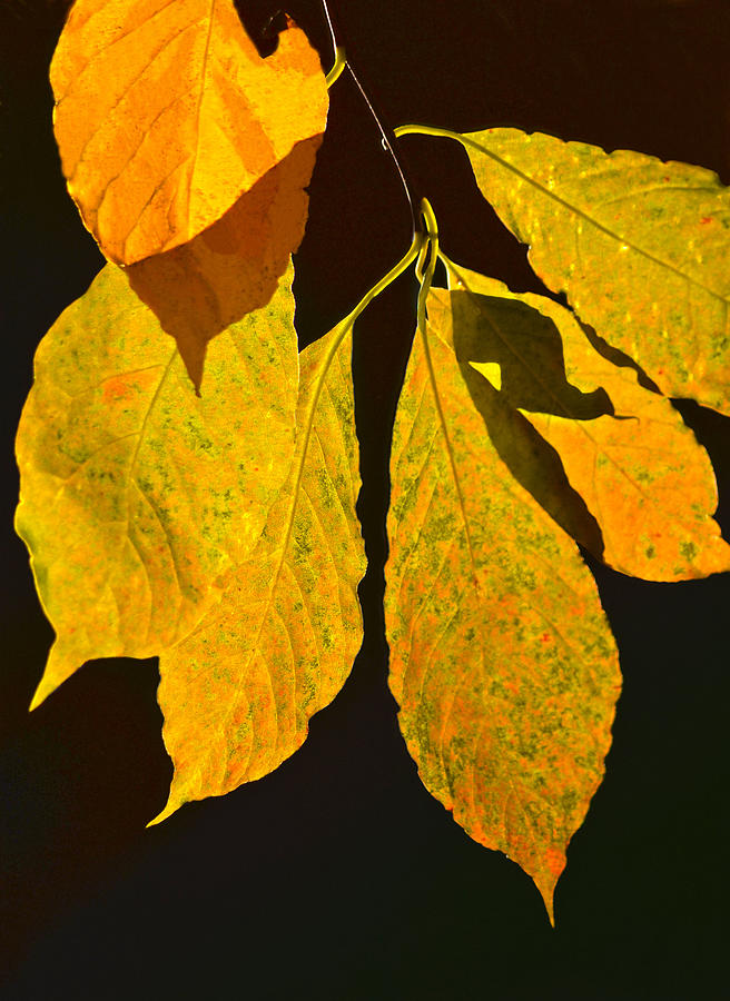 Fall Photograph - Falls Purest Gold by Sandi OReilly
