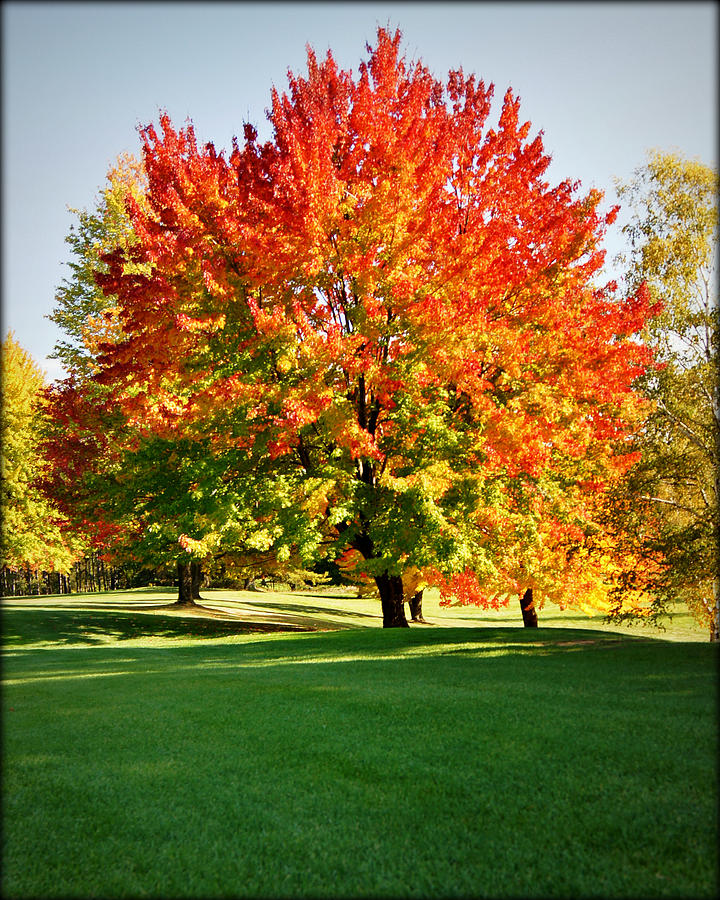 Falls Splendor in the Grass Photograph by Carol Toepke - Fine Art America