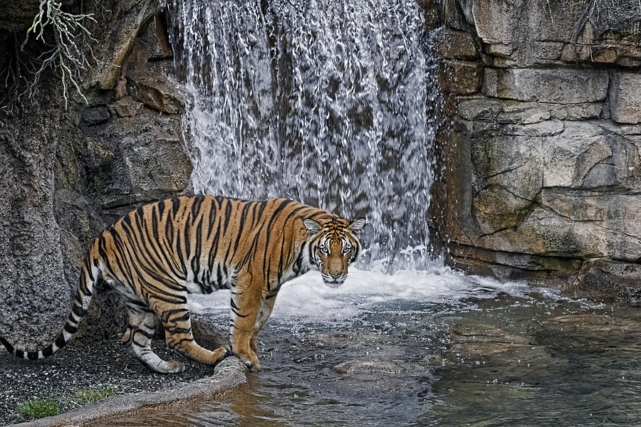 Falls Tiger Photograph by Wes and Dotty Weber