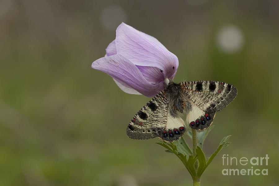 False Apollo Archon apollinus butterfly  Photograph by Alon Meir
