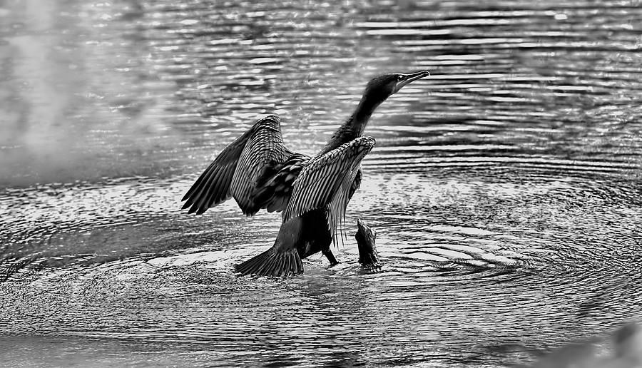 Black And White Photograph - False Attempt BW - Cormorant Sitting On Branch Hidden Under Water. by Leif Sohlman