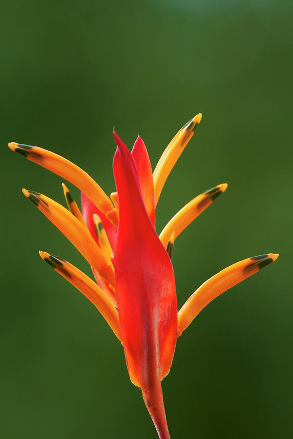 False Birdofparadise Flower Photograph by David Wall