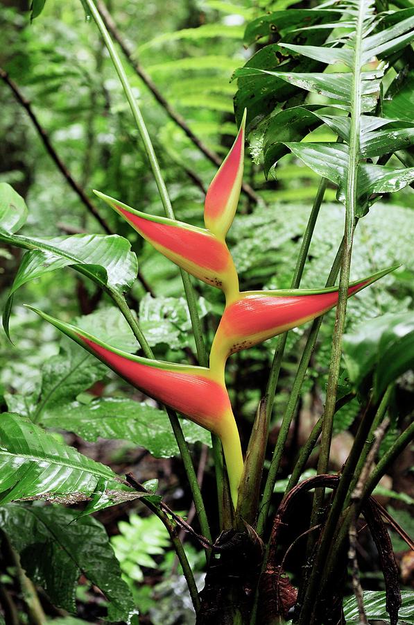 False Bird-of-paradise (heliconia Sp.) Photograph by Sinclair Stammers/science Photo Library