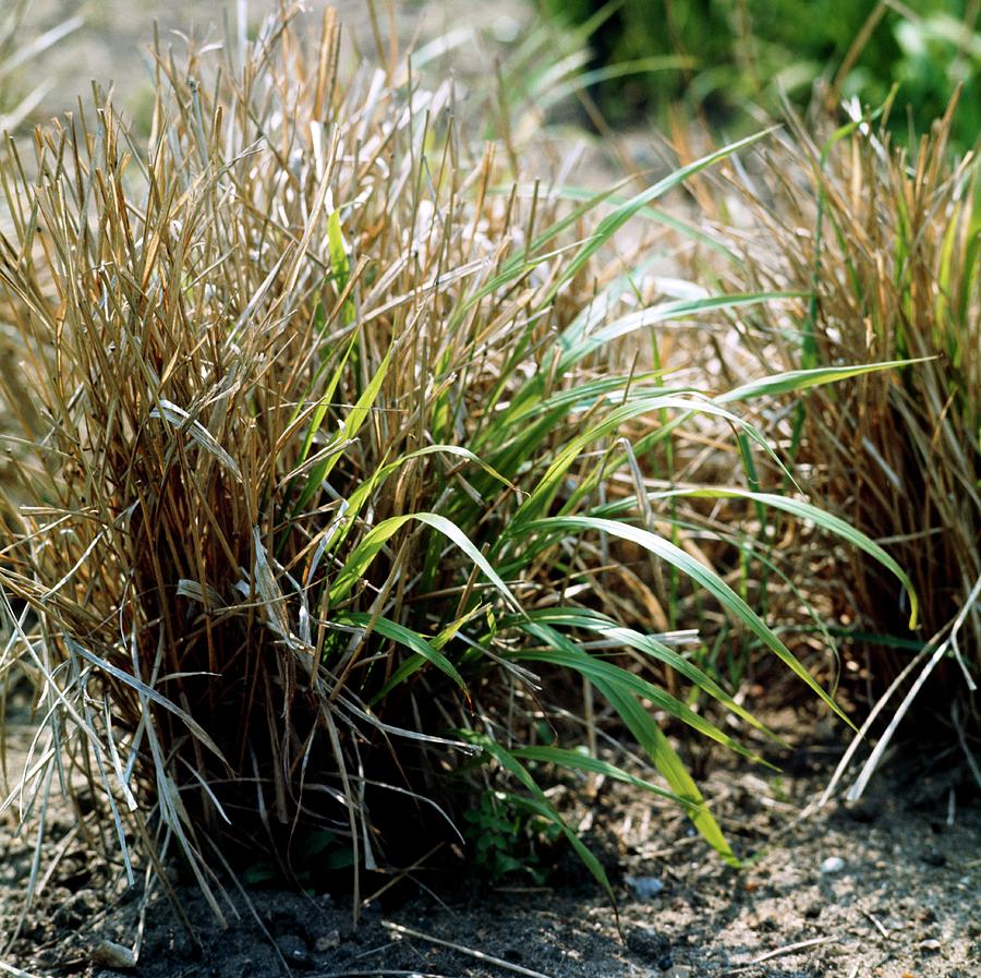 False Brome