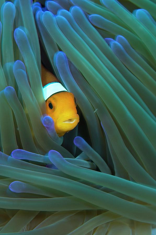 False Clown Anemonefish Photograph by Scubazoo/science Photo Library