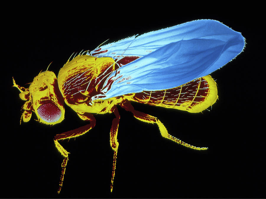 Wildlife Photograph - False-col Sem Of Fruit Fly by Dr Jeremy Burgess/science Photo Library