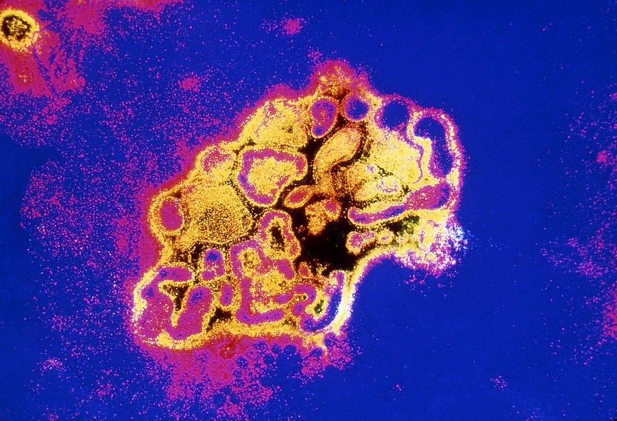 False Colored Tem Of Swine Fever Virus Photograph by Ray Simons