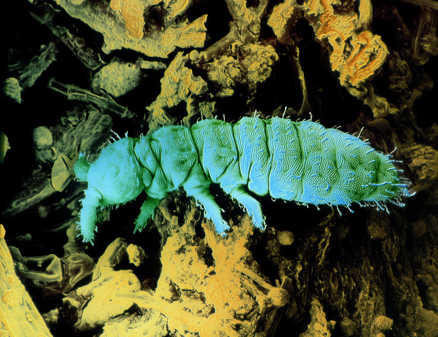 False-colour Sem Of A Springtail Photograph by Dr Jeremy Burgess/science Photo Library
