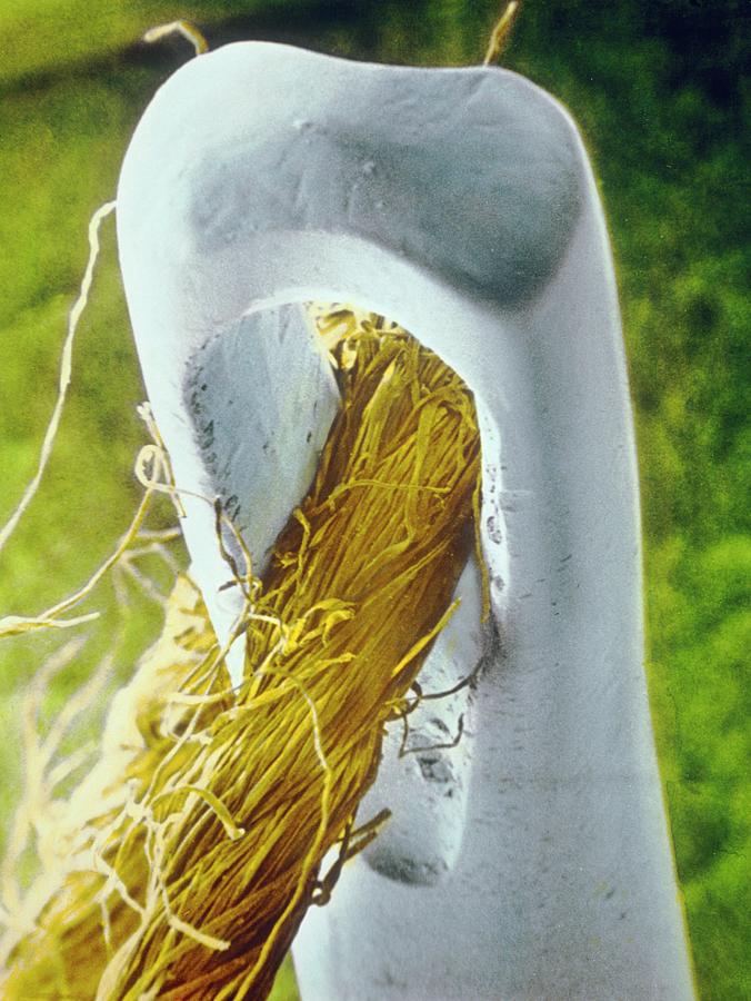 False-colour Sem Of Cotton Thread Through Needle Photograph by Dr. Tony Brain & David Parker/science Photo Library