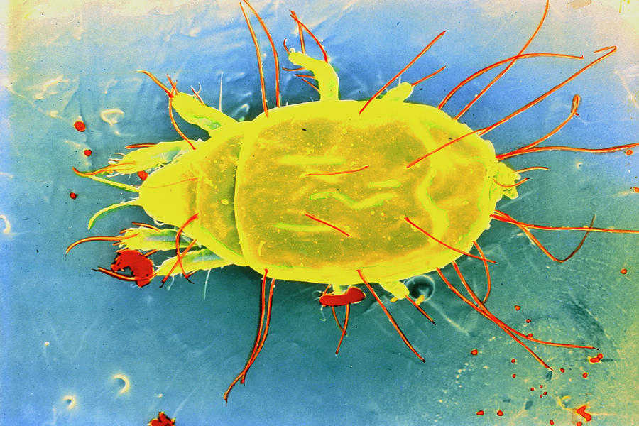 False-colour Sem Of Dust Mite Photograph by Photo Insolite Realite/science Photo Library