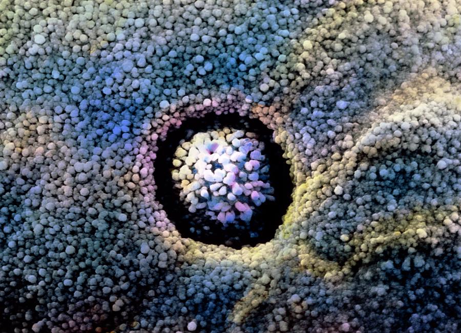False-colour Sem Of Goblet Cell In Small Intestine Photograph by Professors P. Motta & A. Familiari/univer- Sity \la Sapienza\, Rome/science Photo Library