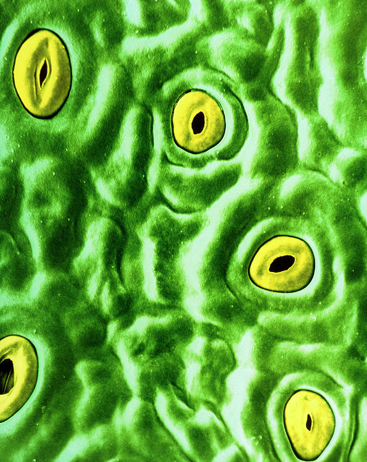 False-colour Sem Of Non Polluted Holly Leaf Photograph by Dr Jeremy Burgess/science Photo Library