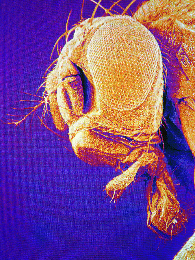 Wildlife Photograph - False-colour Sem Of The Head Of A Fruit Fly by Power And Syred/science Photo Library
