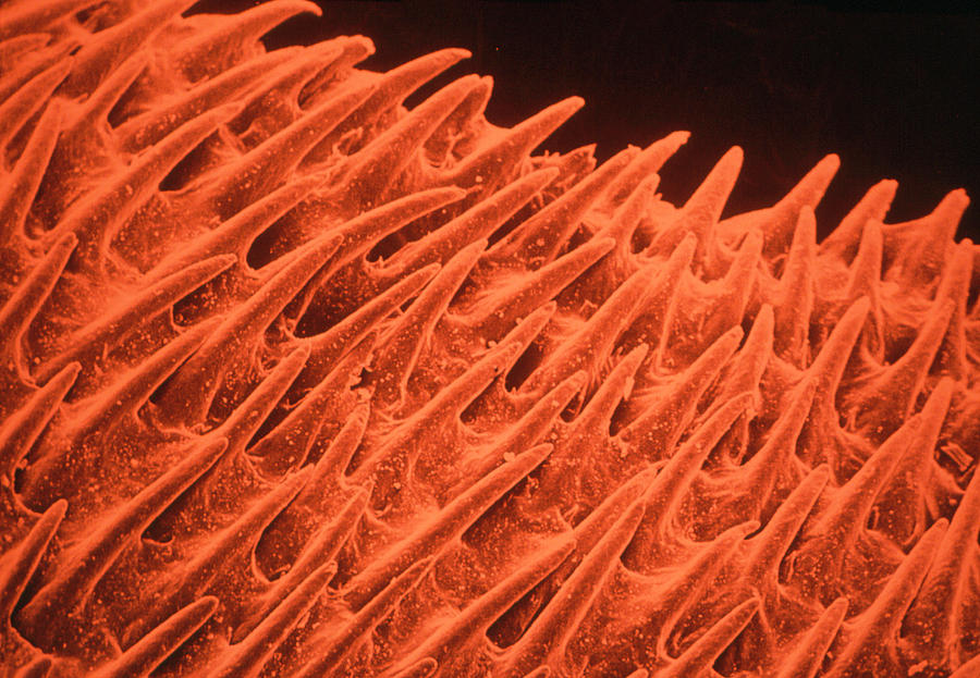 False-colour Sem Of The Surface Of A Cats Tongue Photograph by Cath Wadforth/dept. Of Zoology/university Of Hull/science Photo Library
